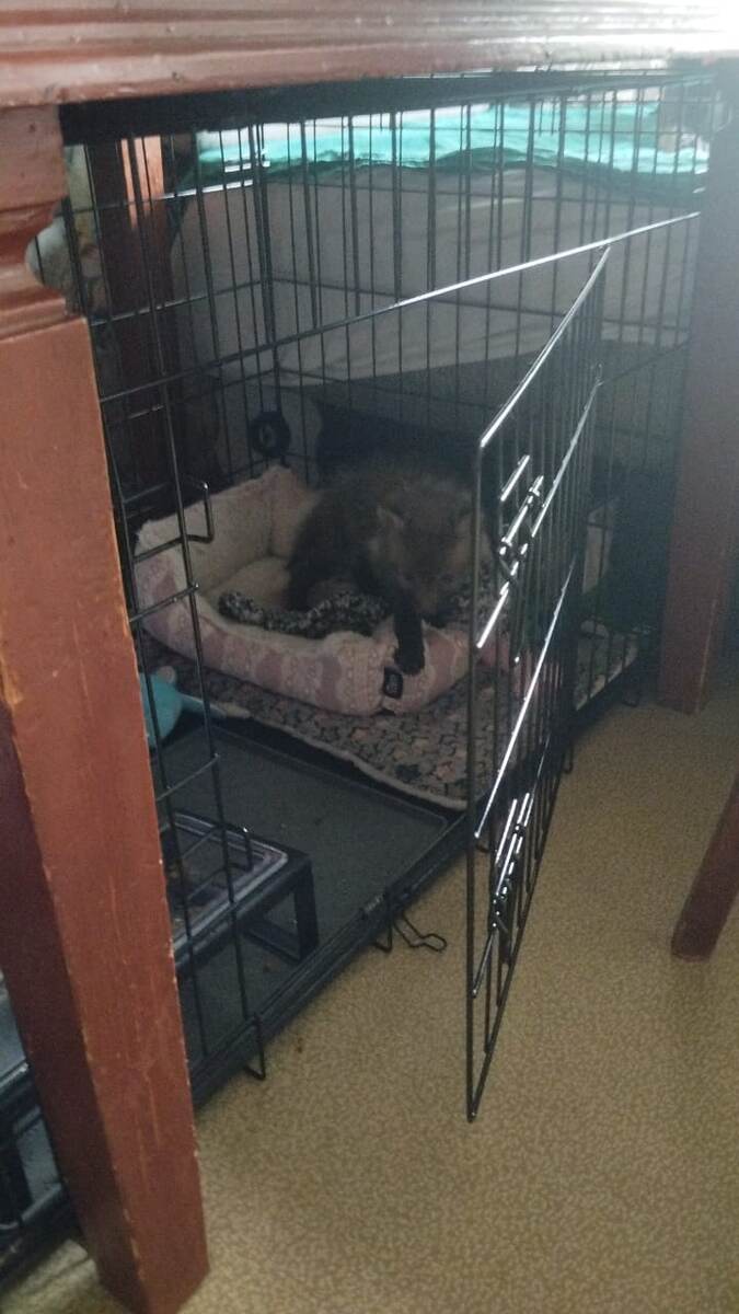 Ник в своем домике. Пока все соответствует росту и возрасту. Но клетка на вырост уже заказана.