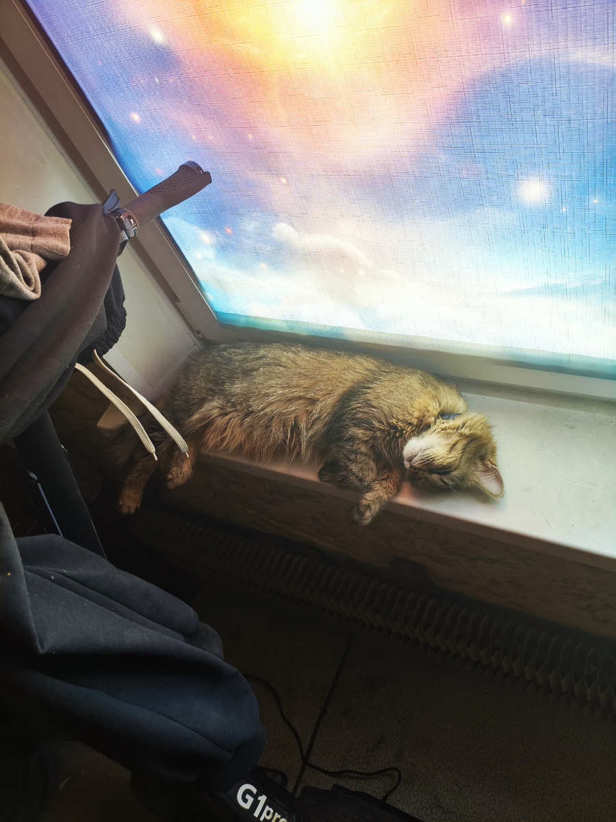 Красотка Макса. Единственная девочка. К тому же самая старшая. Хоть Шенон младше всего на 3 дня, он признает ее лидером. Если мальчишки заигрываются, может пошипеть на них, чтобы успокоились. 