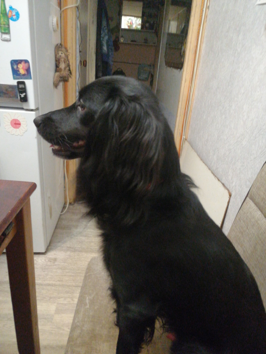 Неженка Шенон. Очень любвиобильный и изнеженый пес. С удовольствием обучается новым командам и потом демонстрирует их гостям. Никогда не остается один в комнате если кто-то дома. Считает своим долгом защищать Пайка и Максу от любых угроз как на прогулке, так и дома.