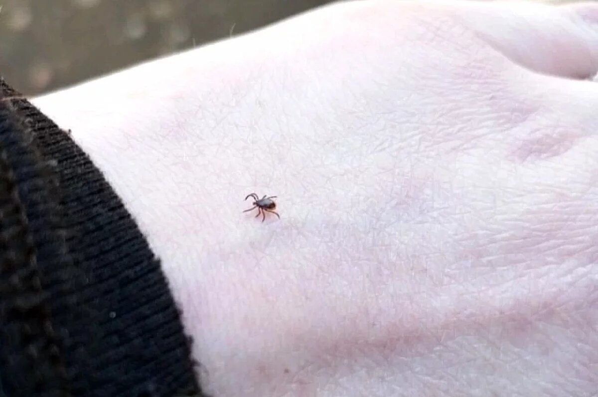    В Ярославской области снизилась активность клещей