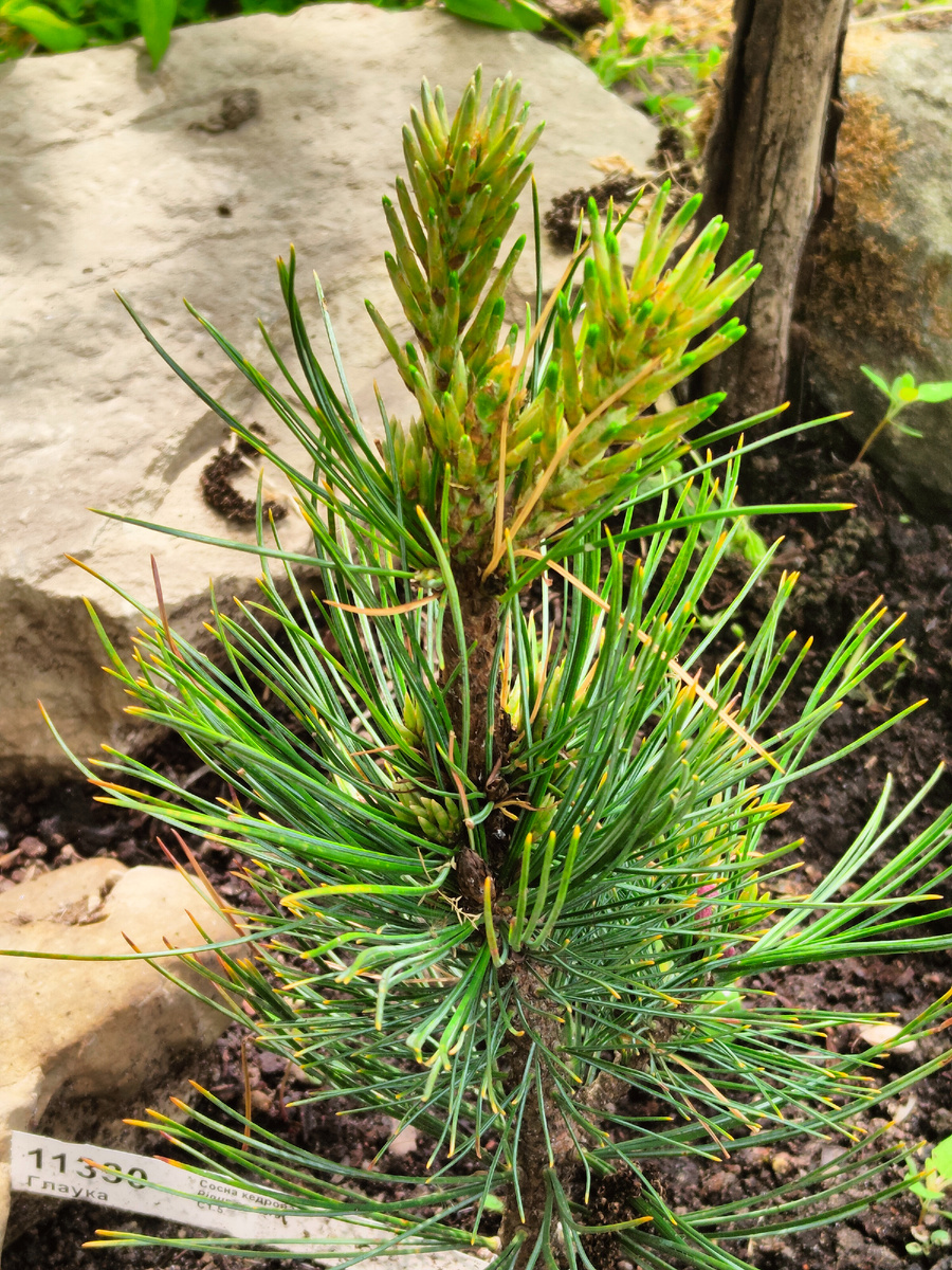 Сосна кедровая Глаука