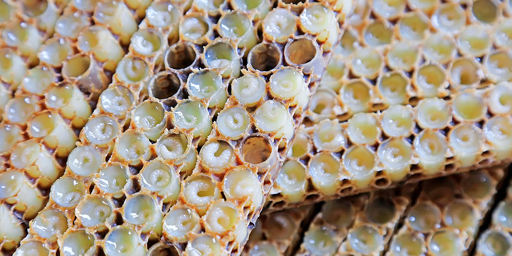 Почему пчелиное молочко так стимулирует иммунитет человека