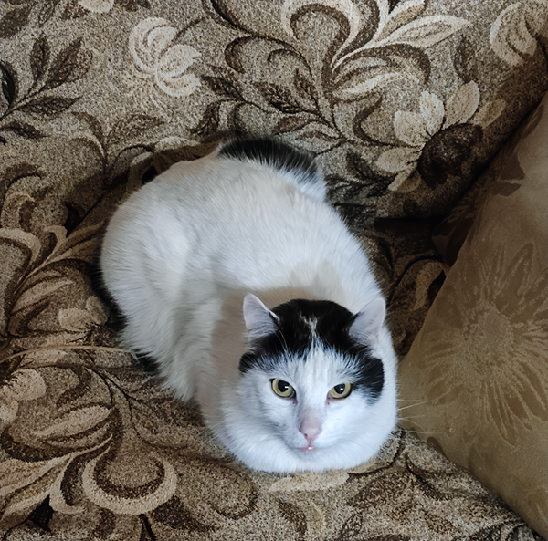 Давненько не было на обложке нашего Белого котодедушки. Котику около двадцати лет, но он здоров и полон сил