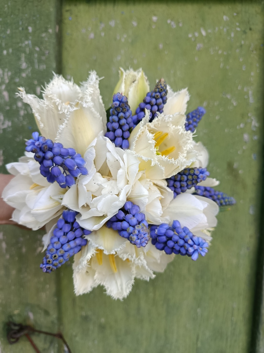 Букет из мускари и тюльпанов