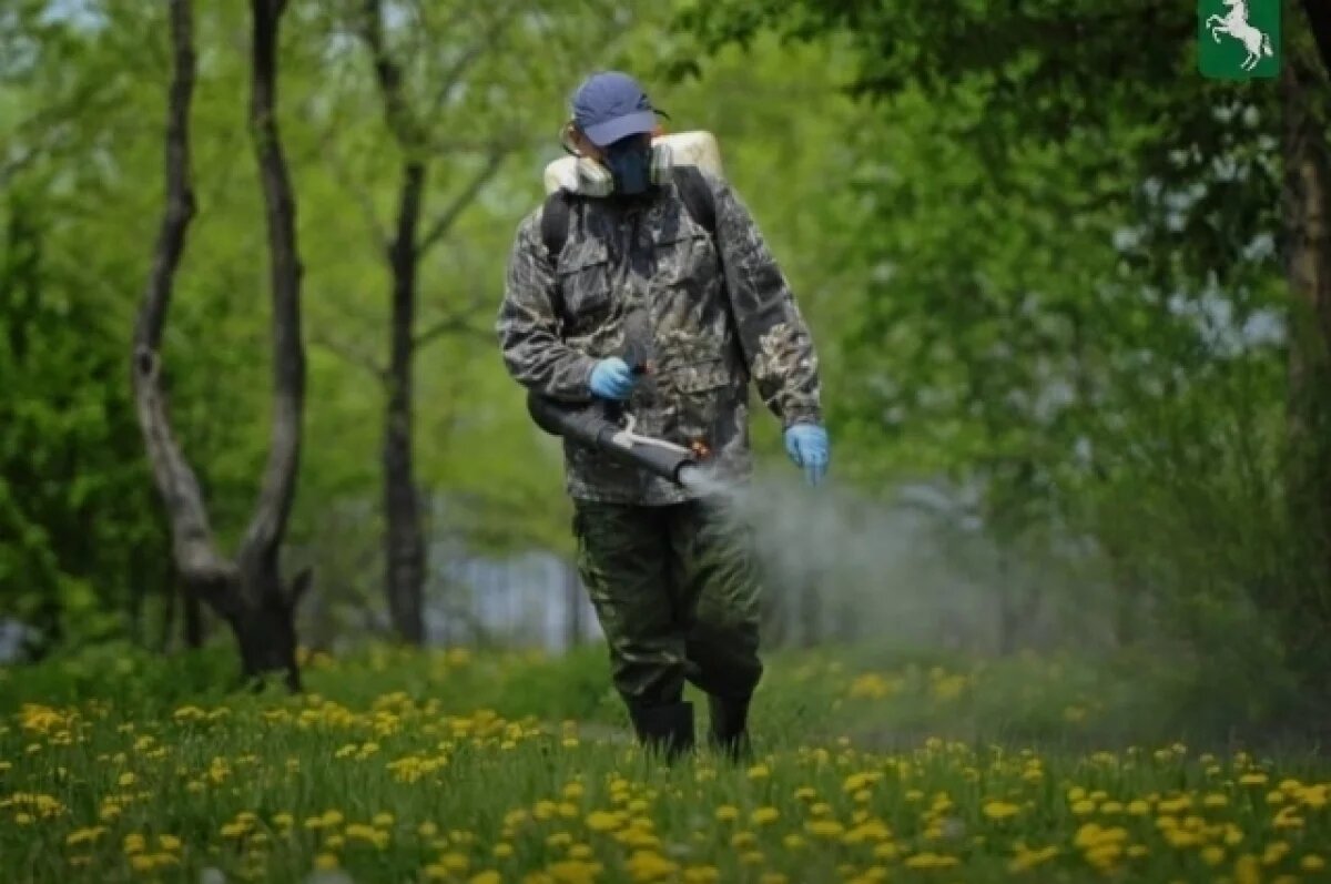    Около 5,5 тысяч томичей укусили клещи с начала эпидсезона