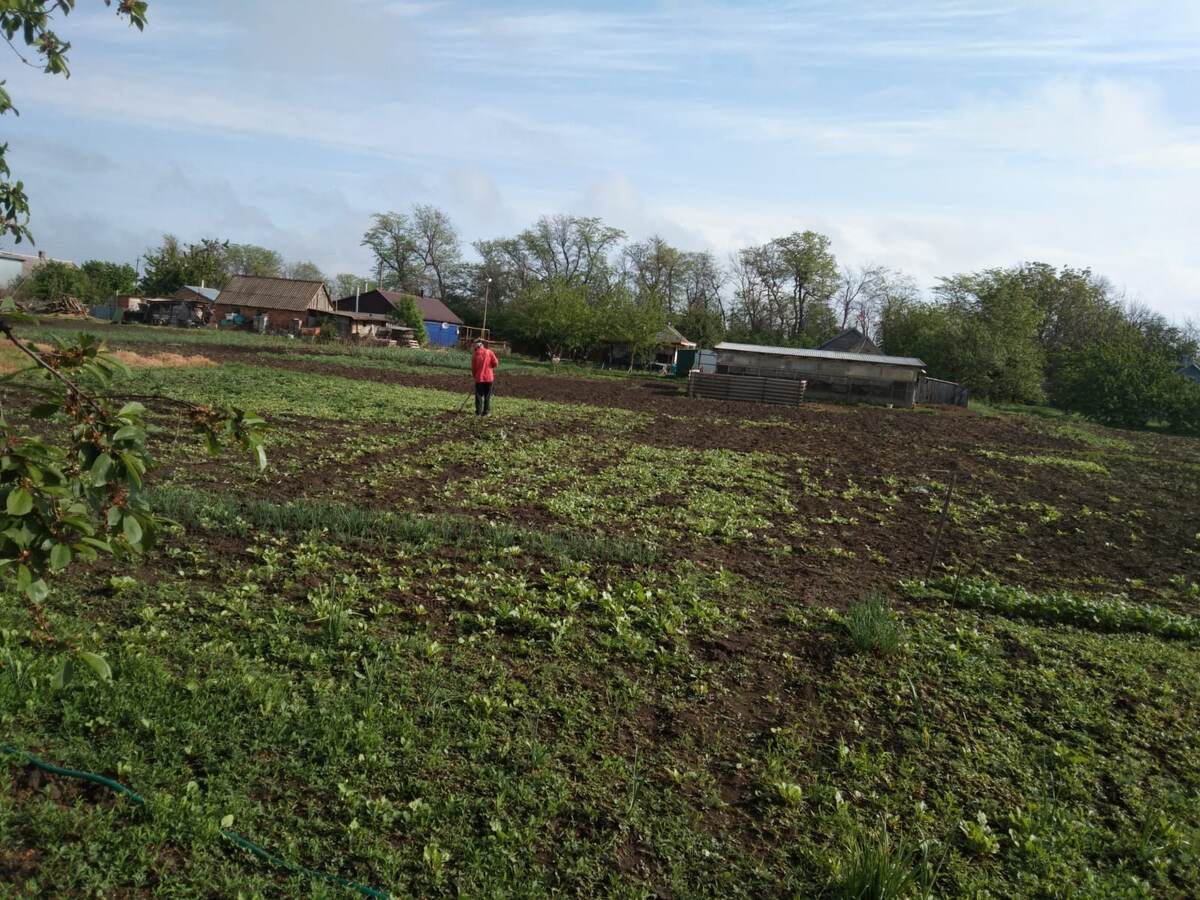Вместо бассейна, огород, огород, огород... Муж со свеклой борется. Весь огород в этом году заполонила. Да, да, всё что вы видите, это в основном свекла сорняком растёт.