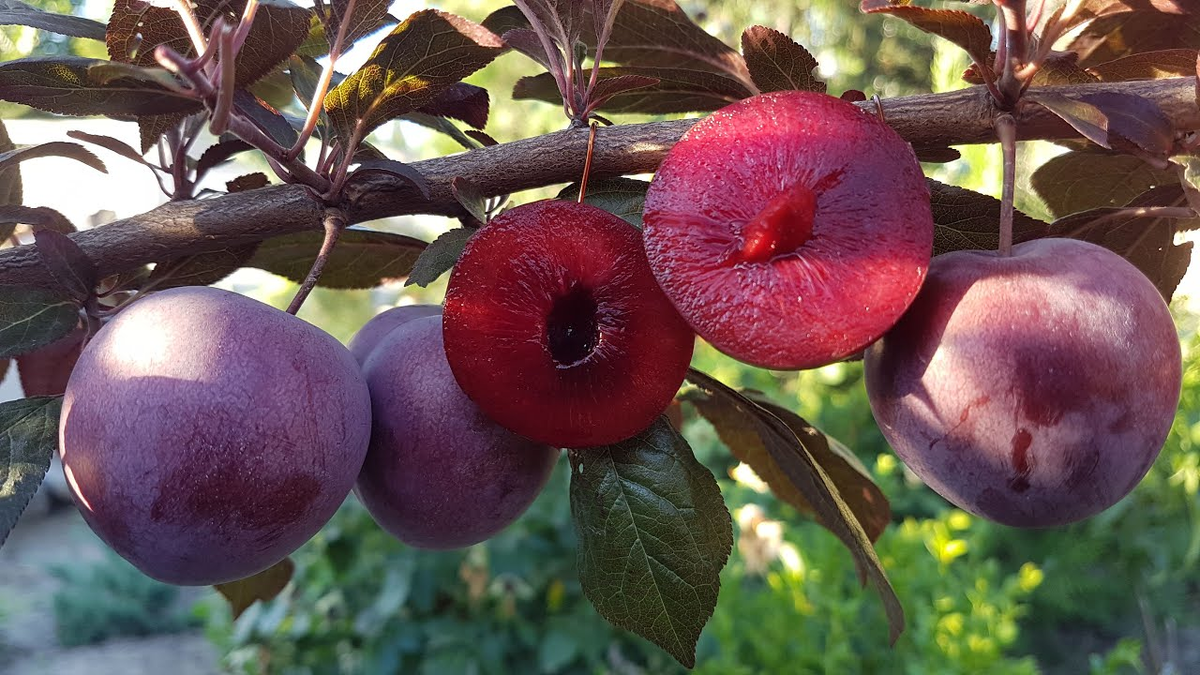 Свою не сфоткала, в интернете нашла прямо один в один, как у меня. Тоже с бордовыми листиками.