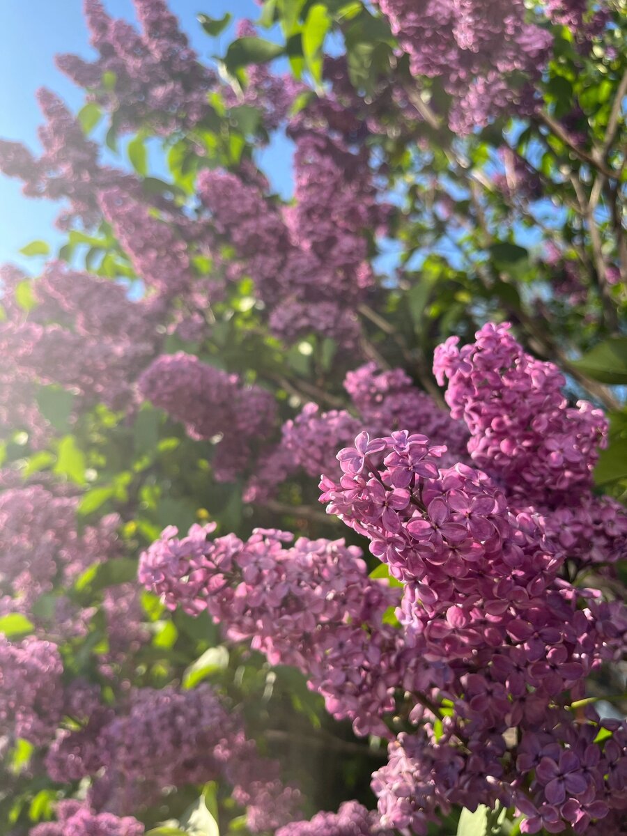 Сирень просто для украшения статьи.