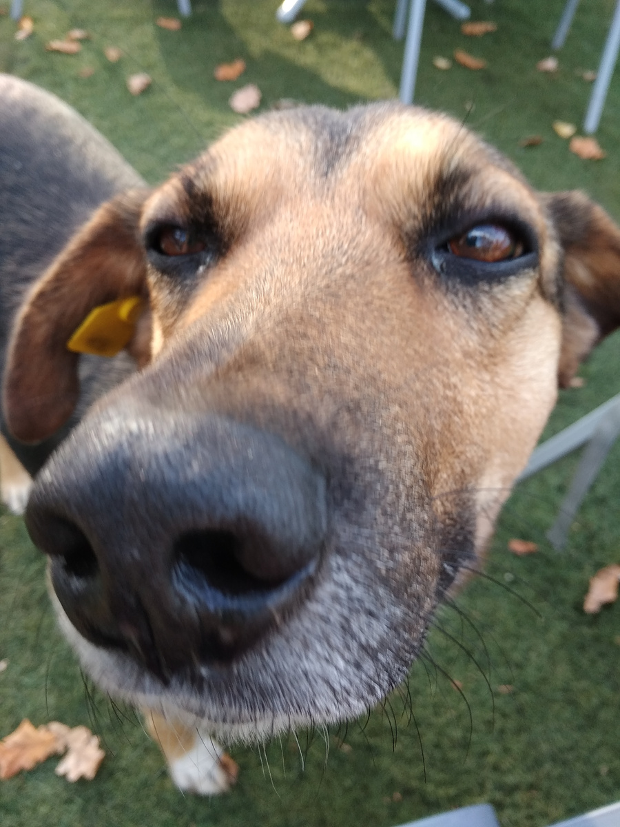 Очаровательный нос милого Барбоса