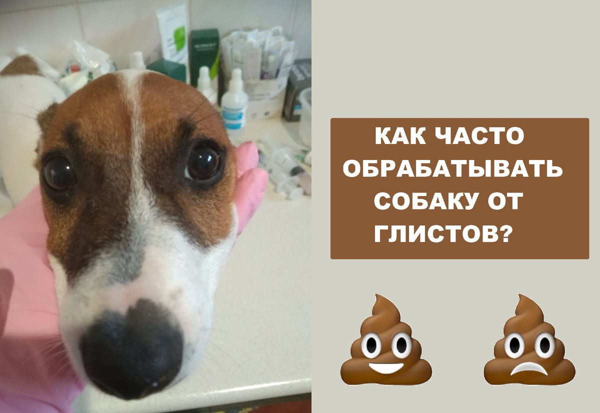 Еще один мокрый нос на лечении в ветклинике