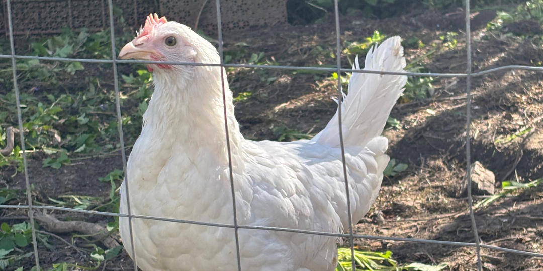 Что делать, если куры перестали нести яйца?