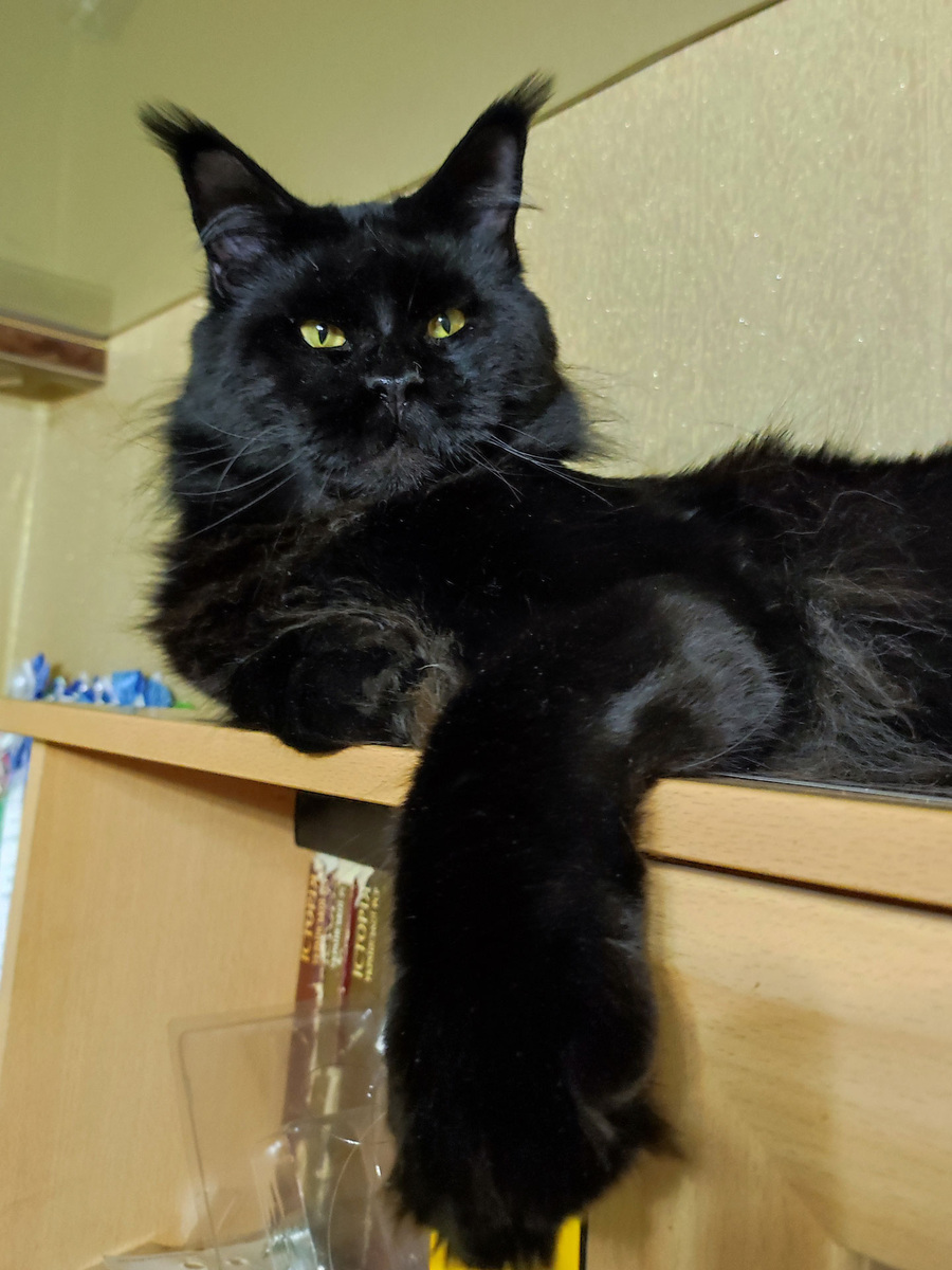 Фото из личного архива, знакомьтесь котик Татик)))