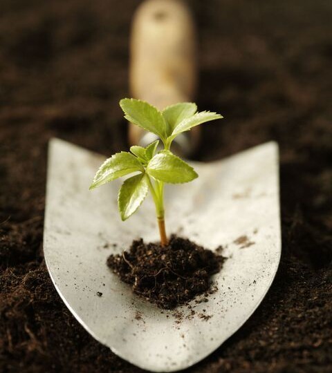 Рассада в открытом грунте: как пересадить без стресса