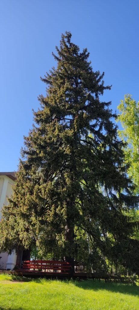 Фото из архивов Дениса Тишина, заказника «Долгая поляна» и Ислейтарского лесничества