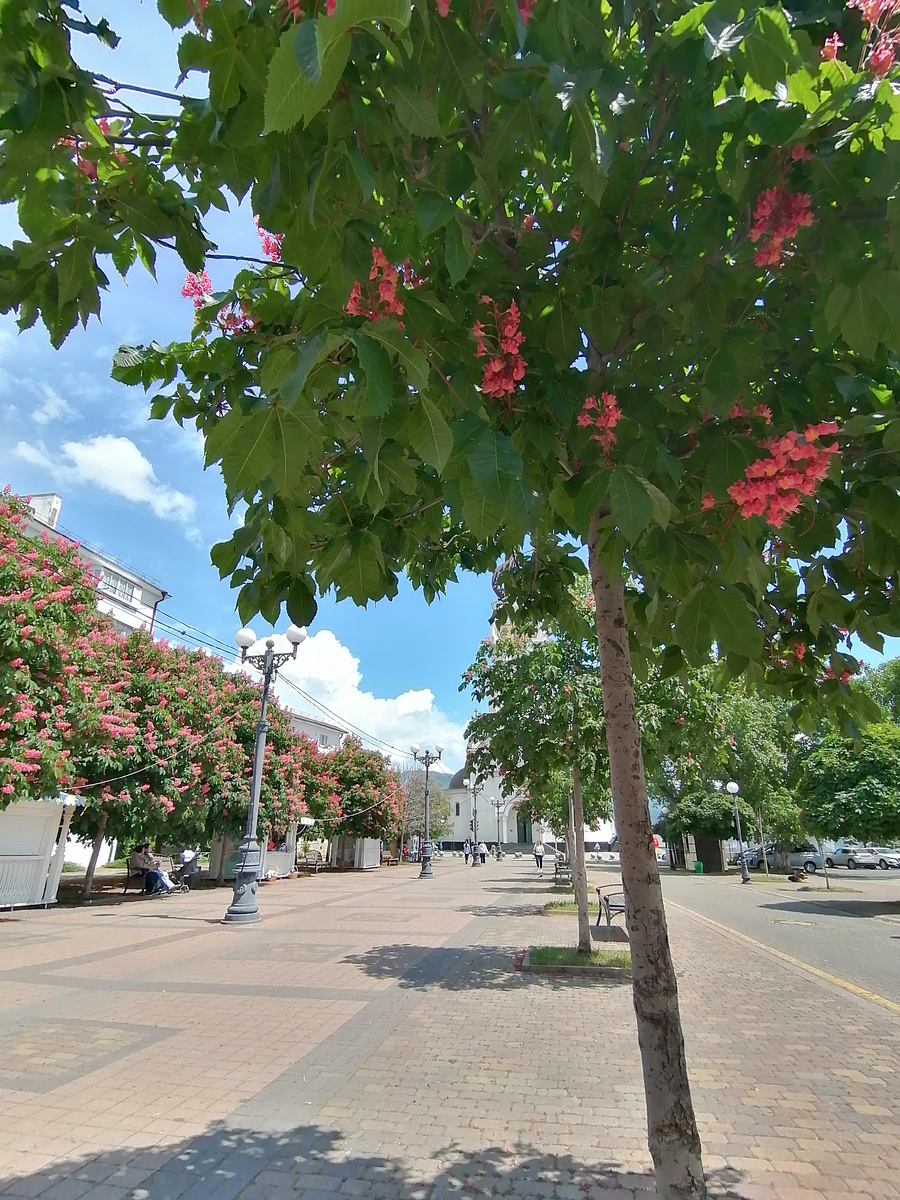 Личное фото автора. Новороссийск, аллея Черняховского. Цветущие каштаны.
