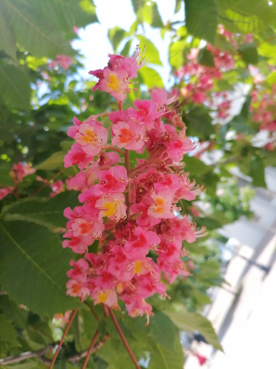 Личное фото автора. Новороссийск, аллея Черняховского. Цветок каштана.