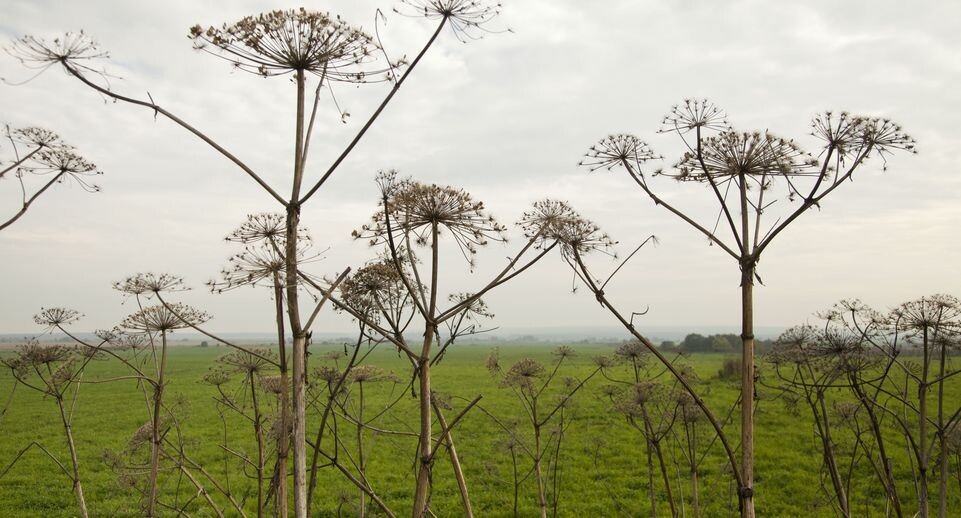    Борщевик Сосновского / Медиасток.рф