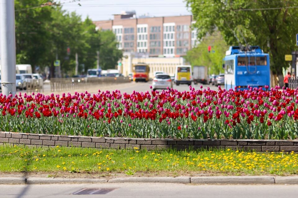    Барнаул. Весна. Погода. Тюльпаны. Источник: Виталий Барабаш