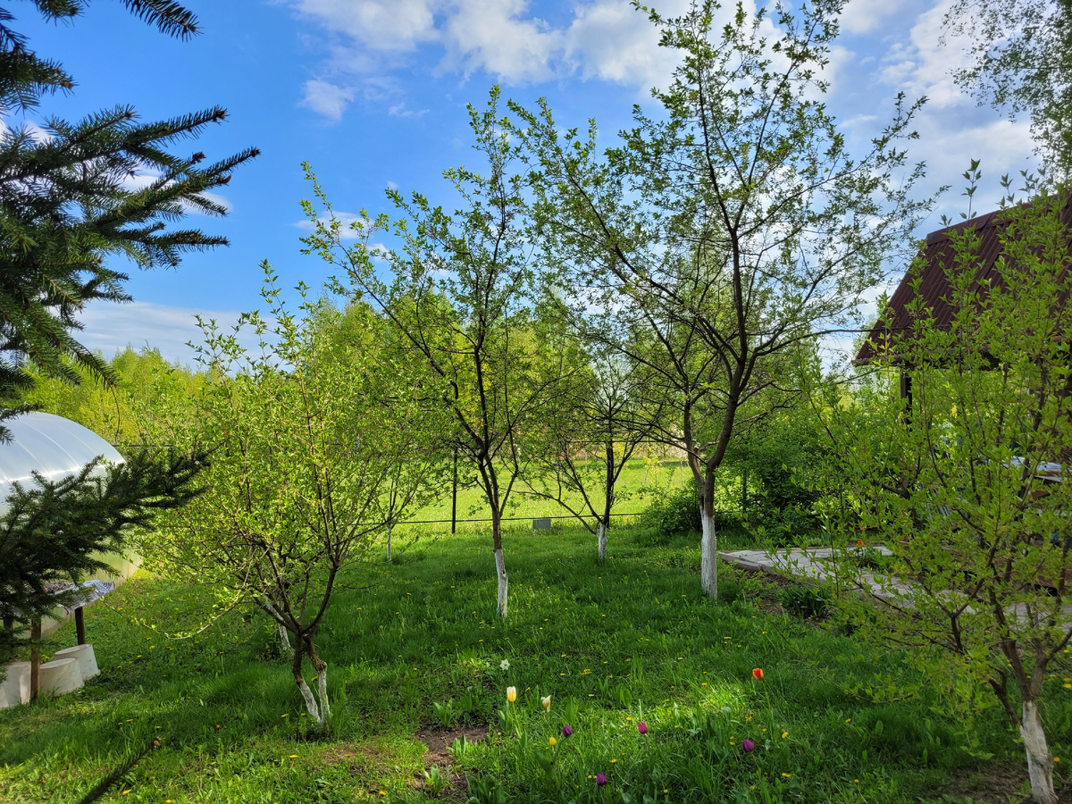 Кизил и слива