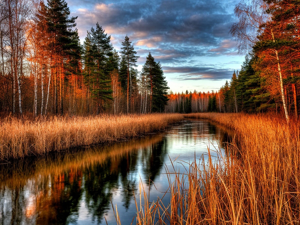 Безмятежный осенний пейзаж с извилистой рекой, окруженной высокими сухими травами и стройными деревьями, погружающийся в тишину предвечернего часа