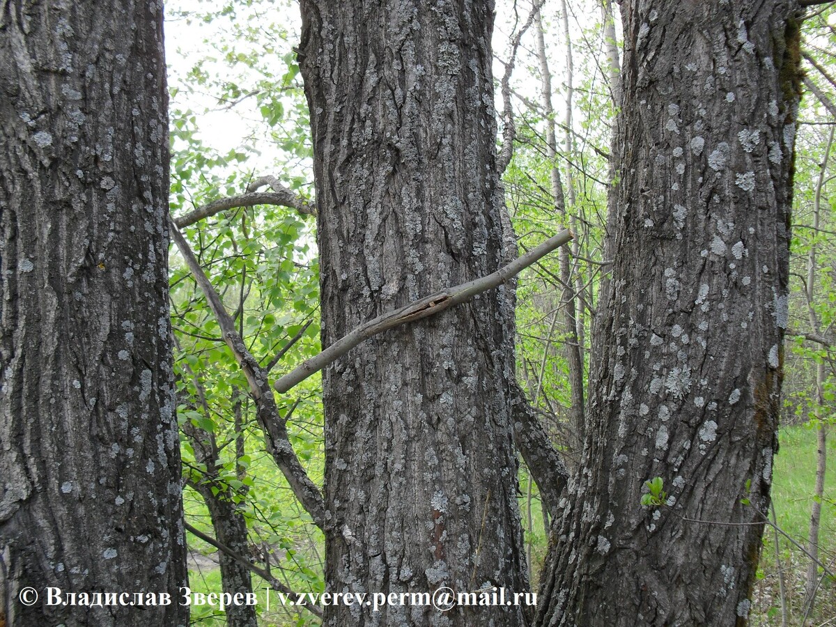 Фото 2. Метка места промысла у охотников.