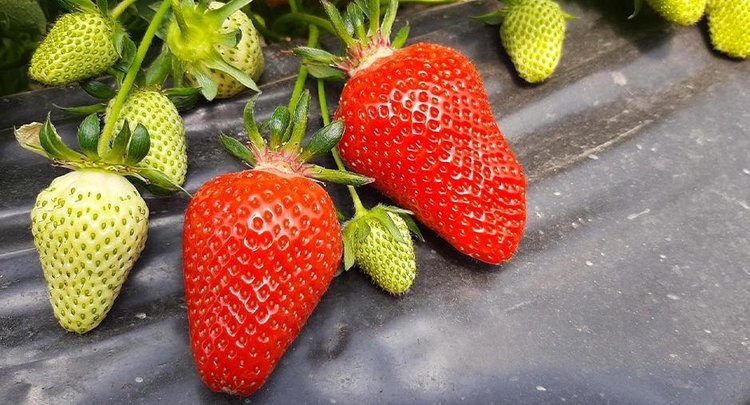    Клубнику в теплицах Крыма и Херсона проверили специалисты