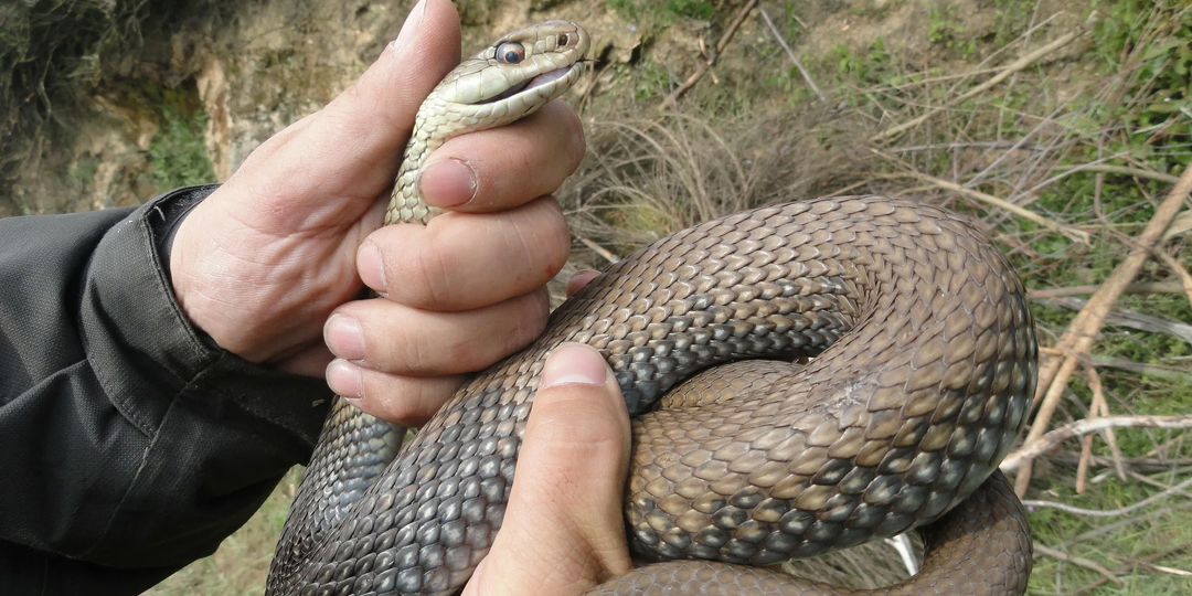 Ящеричная змея: Крупнейшая ядовитая змея России и Европы. Тяжелее гадюки в 10 раз! Опасна ли она?