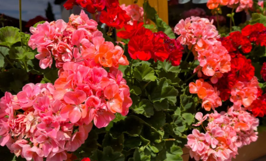 Посадка герани в мае. Как ухаживать чтобы они обильно цвели?