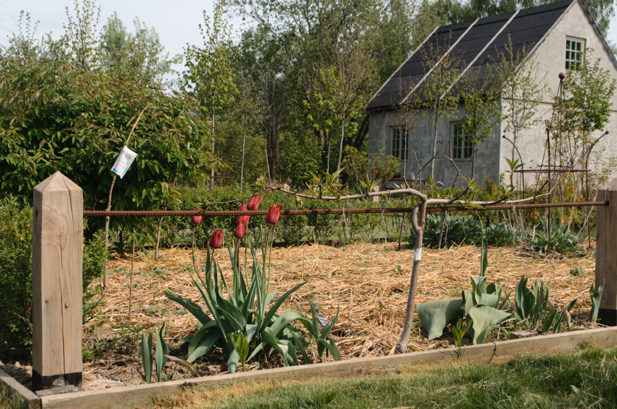 Одноярусная шпалера из персика обрамляет одну из сторон блока огородной зоны