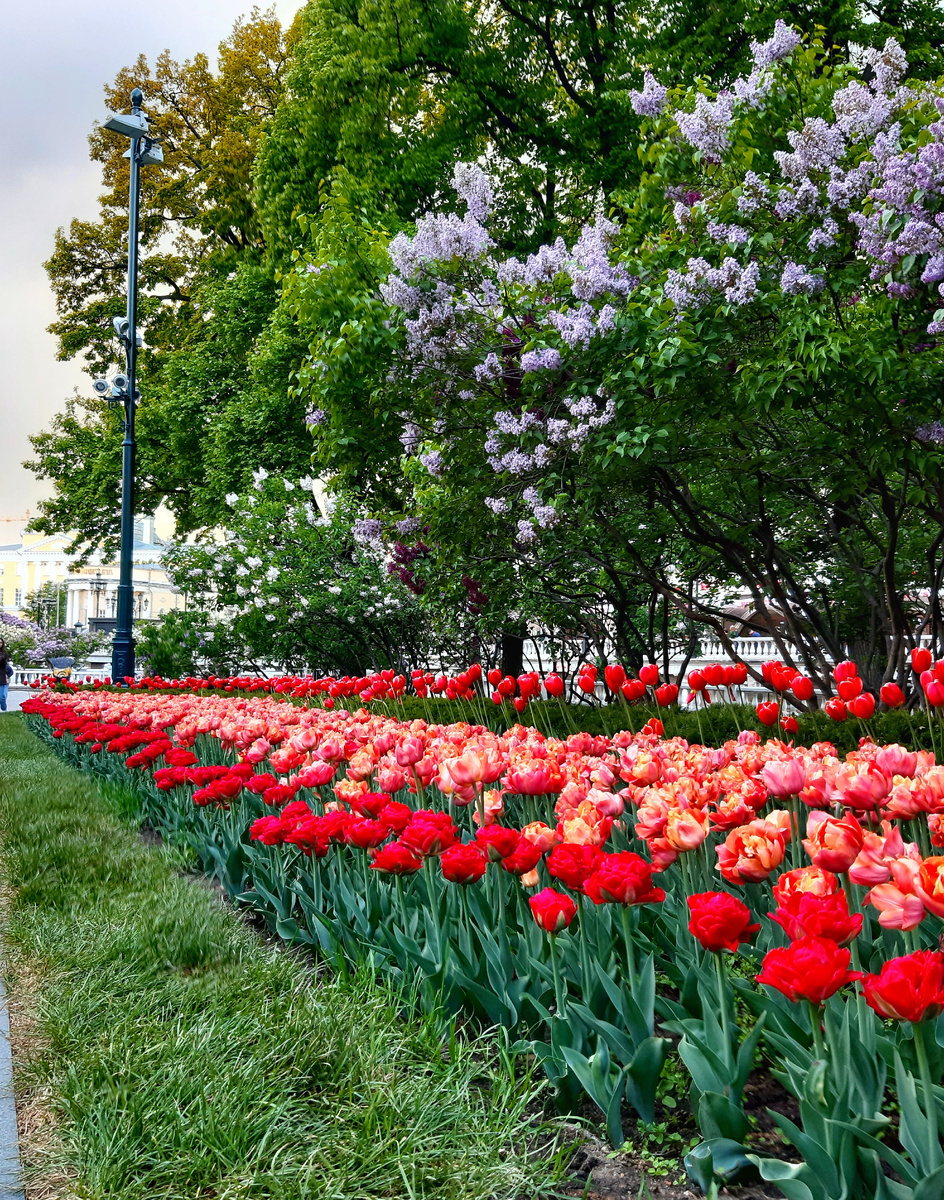 Весна 2025 в Москве. Тюльпановый рай в Александровском саду.