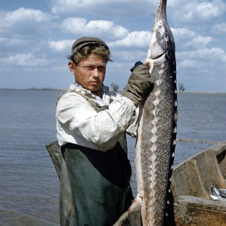 Рыбак на Волге. Фото: Карл Миданс, 1955 год📷    Осетров ловили даже школьники: в годы строительства ГЭС в Волжском был браконьерский бум
