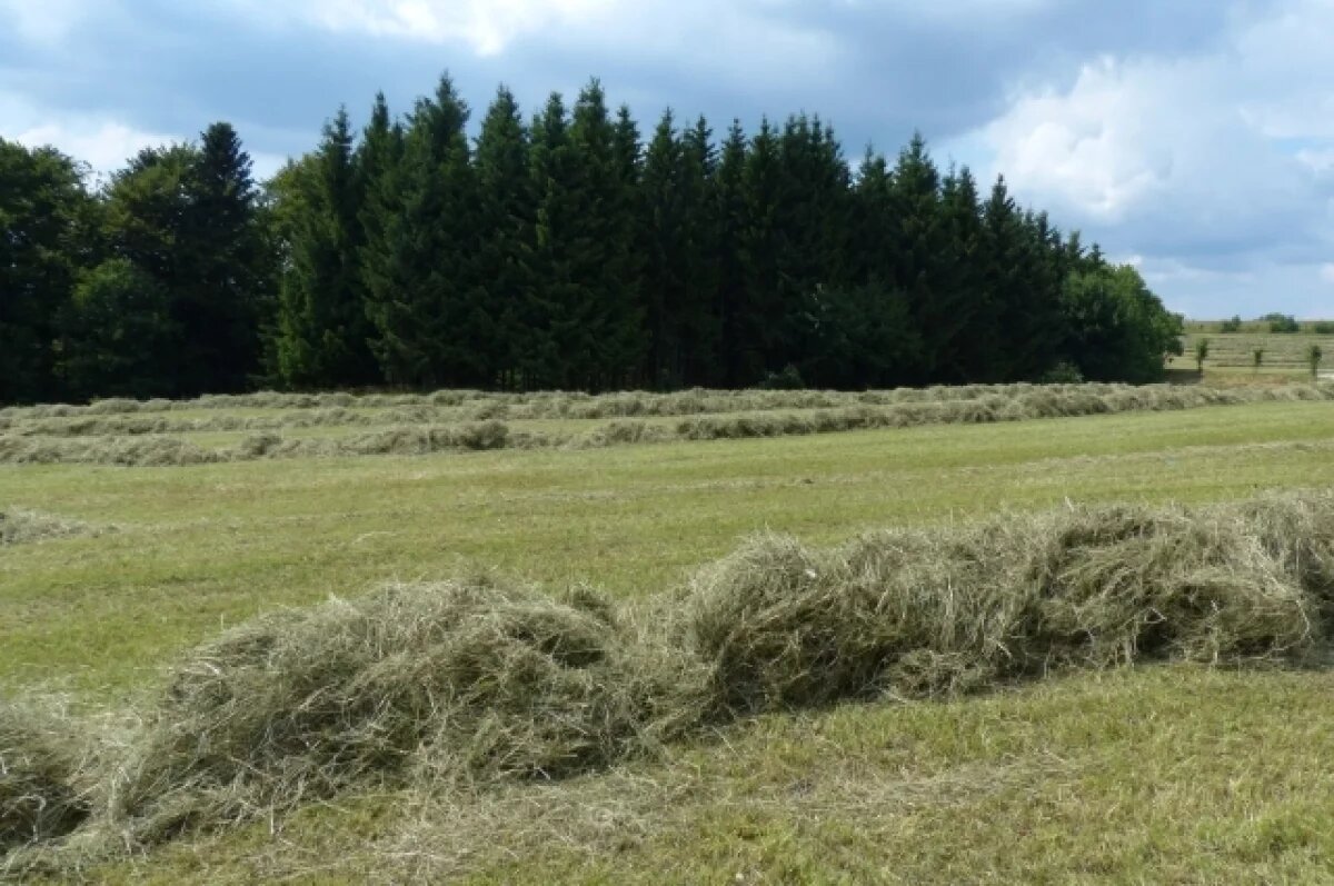    На земельном участке фермера в Карелии нашли мышьяк