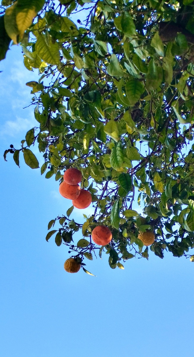 Апельсины с авениды