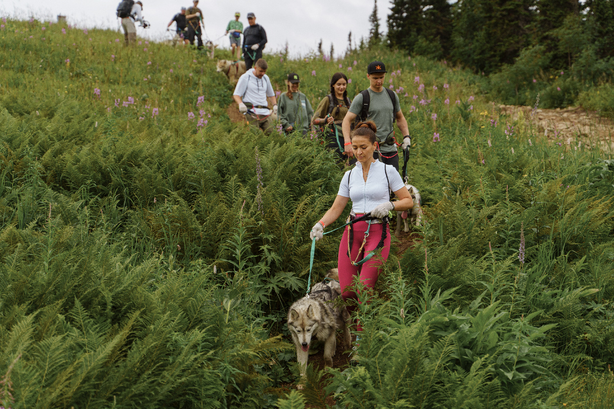 Догтрекинг подходит и для индивидуальных прогулок, и для походов компанией