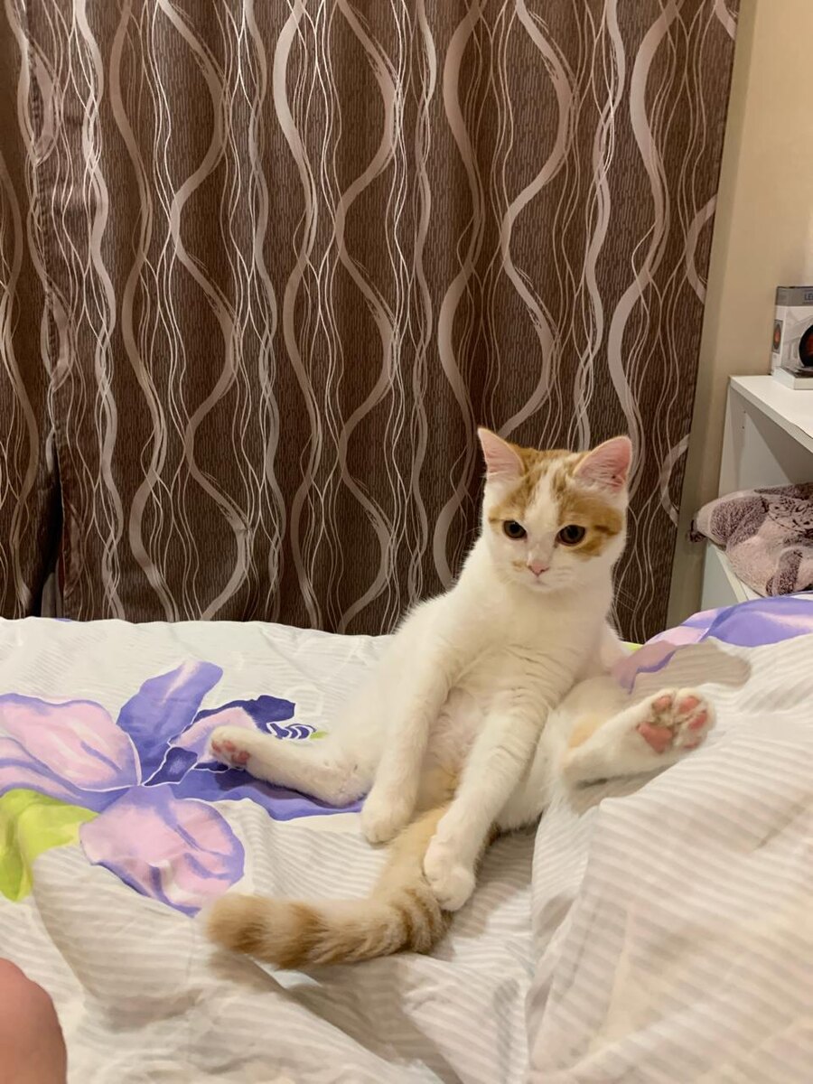 ВОТ НАША КОШКА 🐱🐱🐱