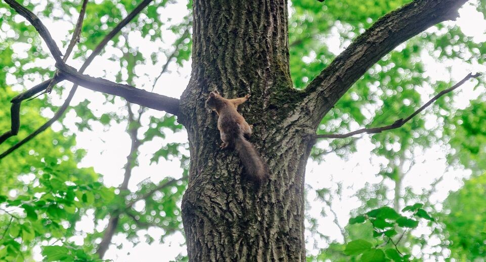    Медиасток.РФ (Издательство "Подмосковье")