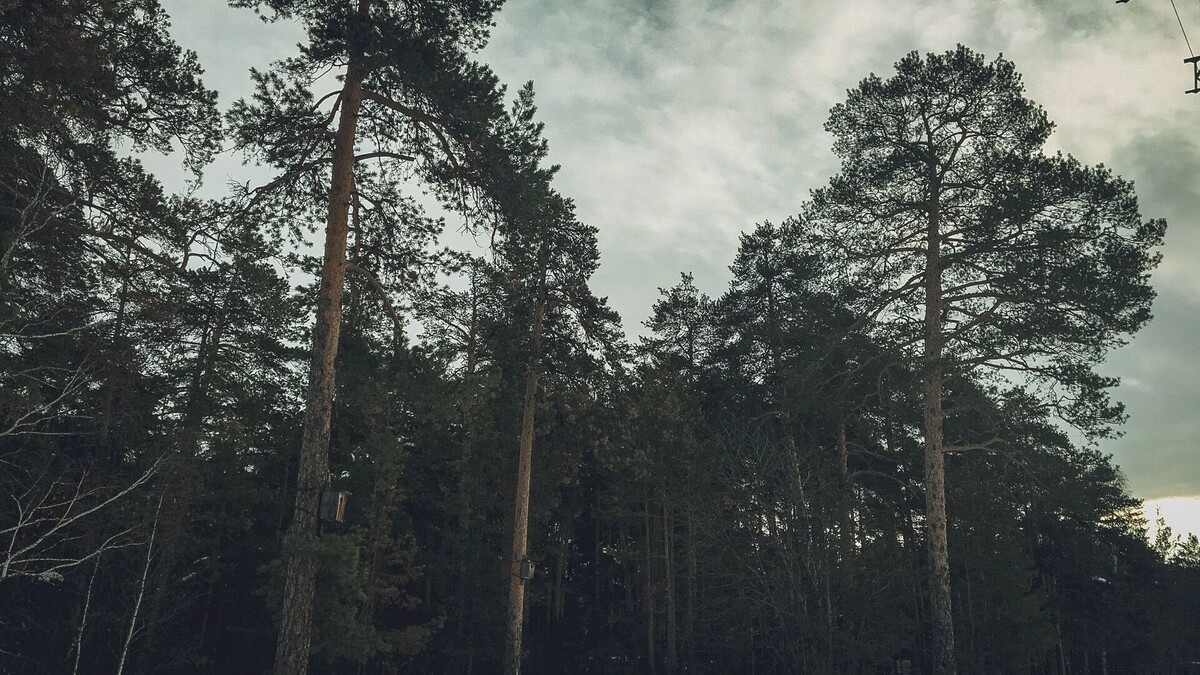     Источник: 1MI