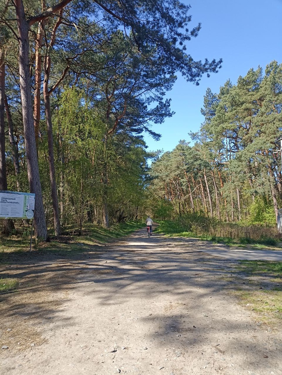Клаининградская область, лес в посёлоке Заостровье на берегу Балтийского моря. Длительные прогулки на свежем воздухе и наслаждение природой улучшают настроение, способствуют расслаблению и уменьшают тревогу и депрессию.