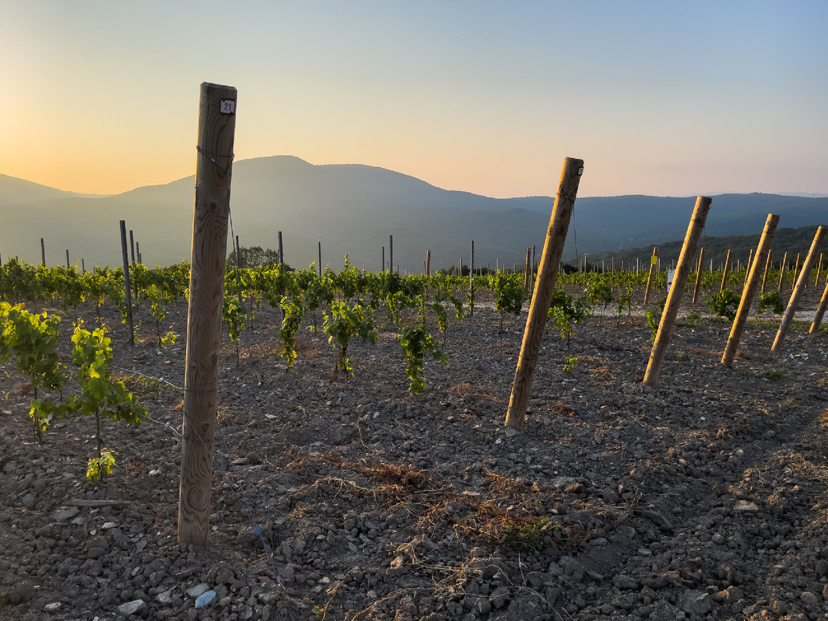 Посадки виноградной лозы. Фото автора