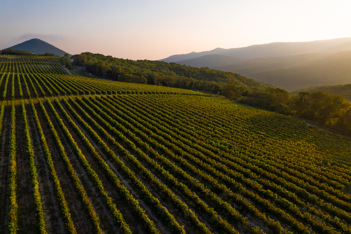 Виноградные поля Краснодарского края. Фото автора