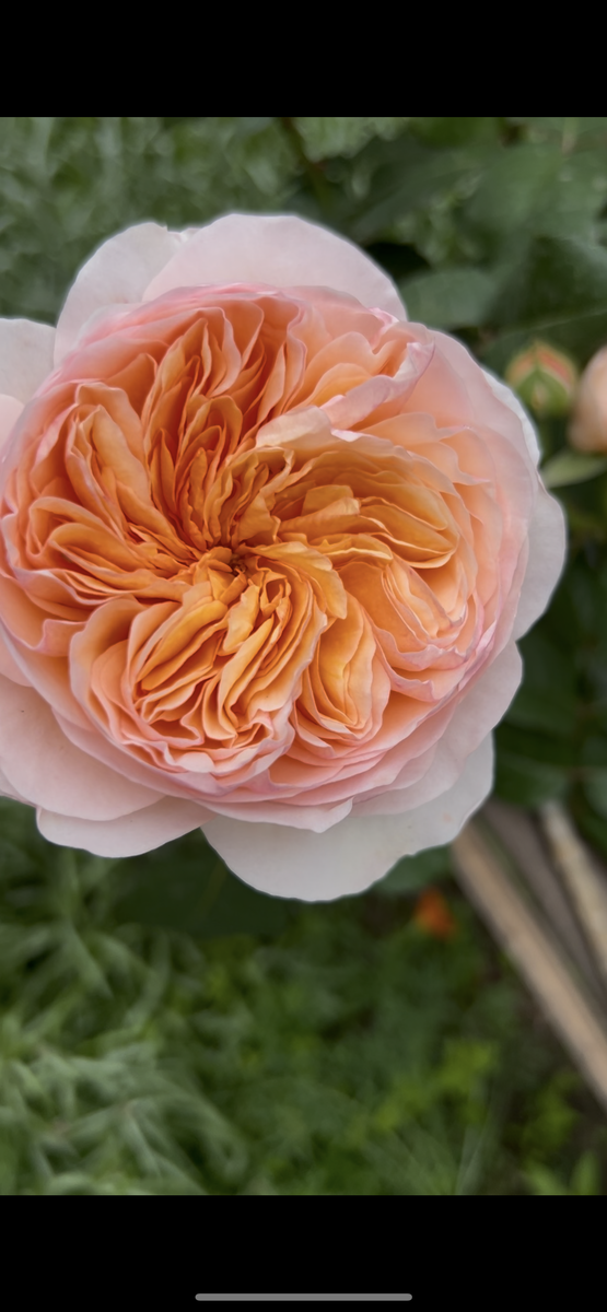 Роза Джульетт цветет на кислой почве 