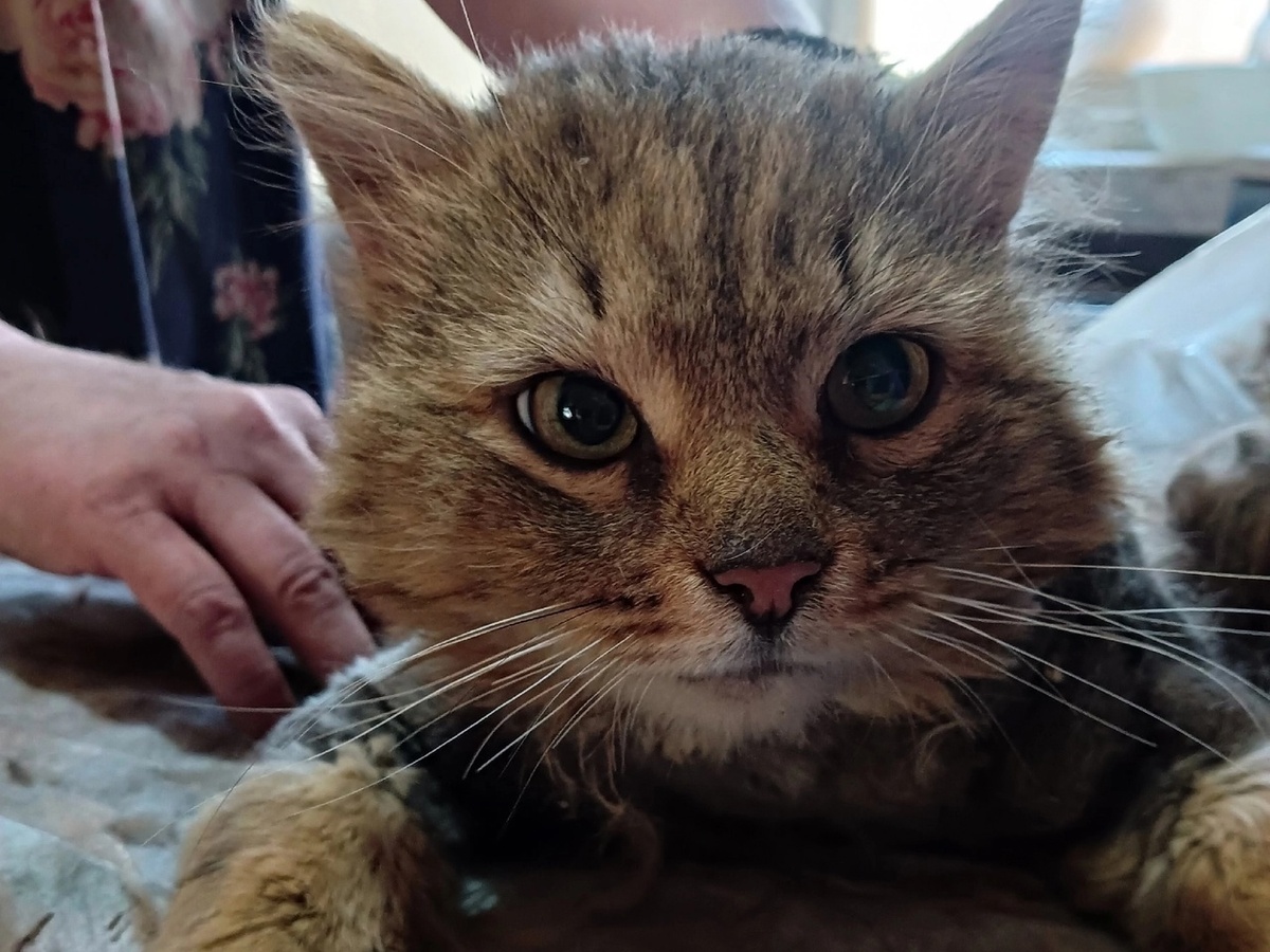 Абсолютно ручной кот был найден на улице в крайне тяжелом состоянии