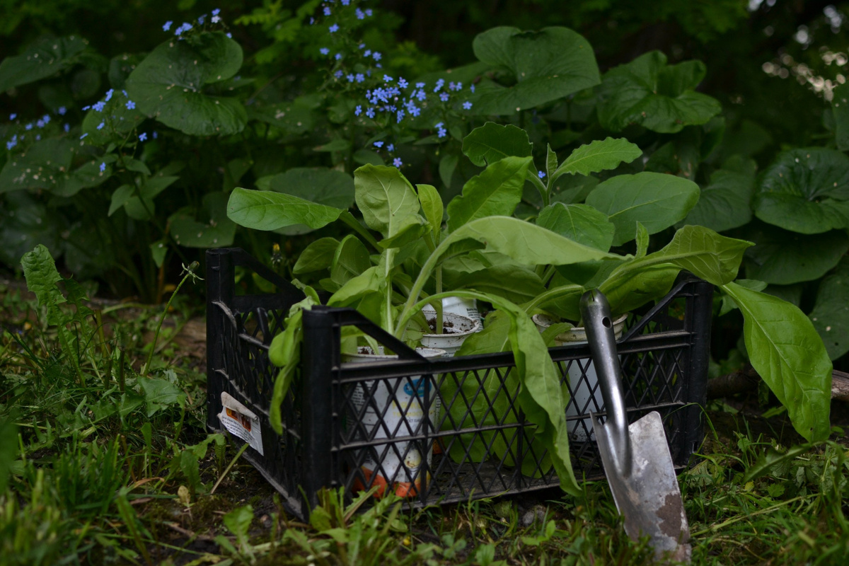 Саженцы душистого табака