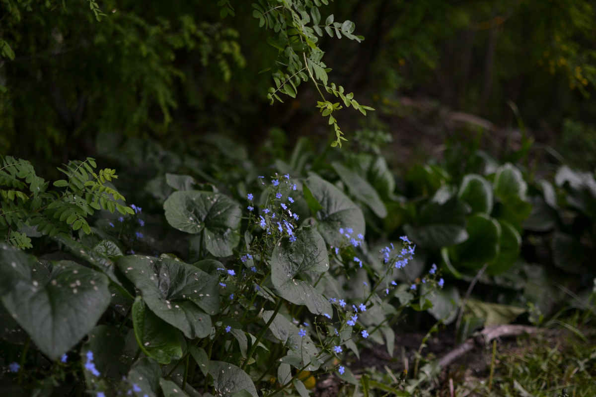 Три фотографии