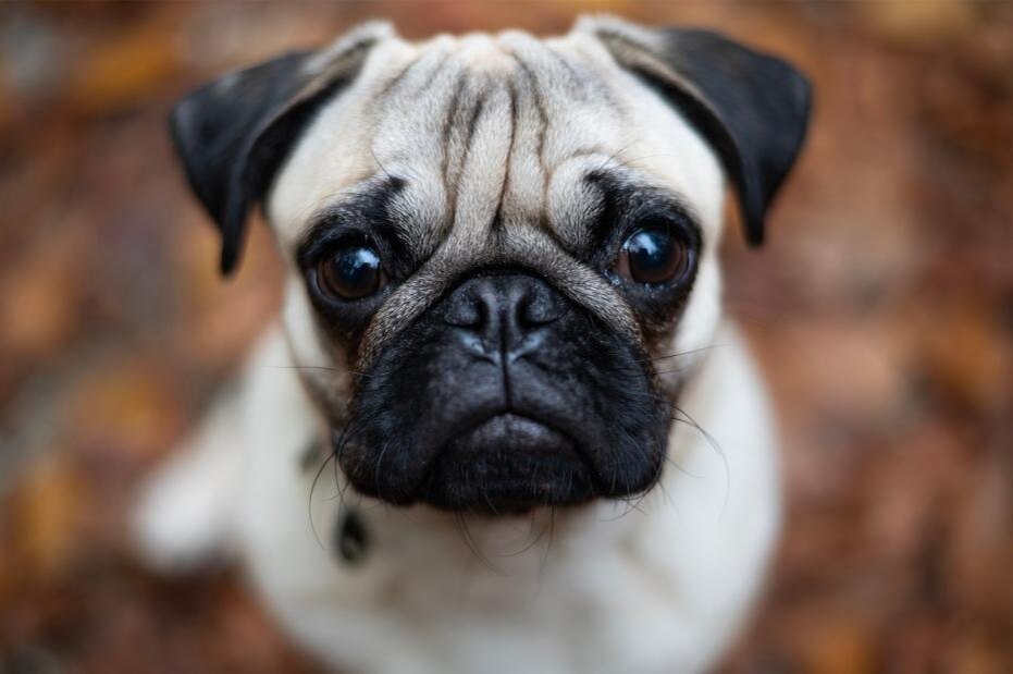    Shutterstock/FOTODOM