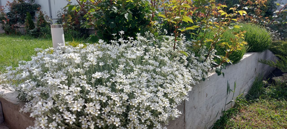 Цветение Ясколки фото 15.05.25