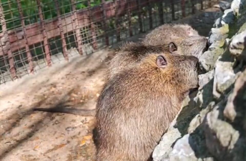    Нутрии в барнаульском зоопарке. Источник: t.me/zoo22ru