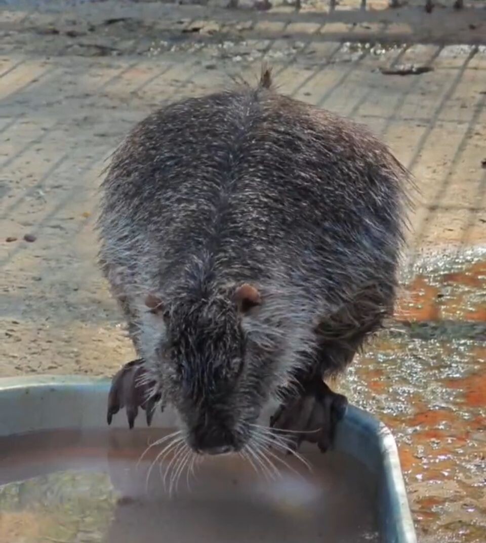    Нутрии в барнаульском зоопарке. Источник: t.me/zoo22ru