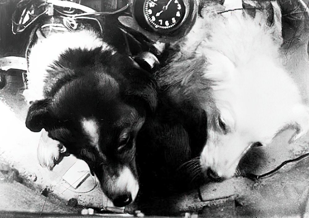 Собаки Пёстрая и Белянка внутри герметической кабины во время полёта на высоту 450 км. 1958 год.