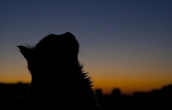 Пожалуйста, берегите своих питомцев!